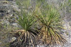 Dasylirion acrotrichum