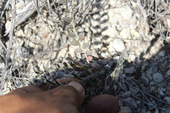 Astrolepis cochisensis