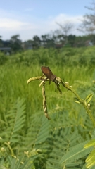 Anoplocnemis