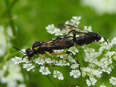 Macrophya montana