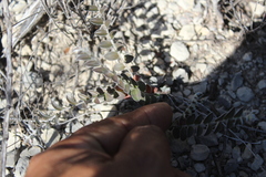 Astrolepis cochisensis