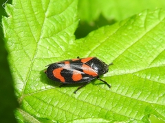 Cercopis vulnerata