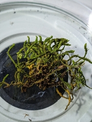 Anomodon viticulosus