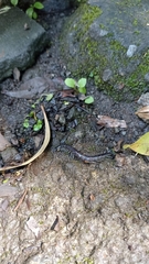 Cormocephalus