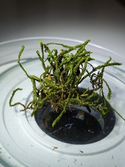 Anomodon viticulosus