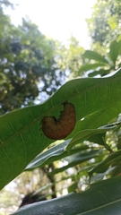 Nymphalidae