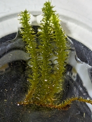 Anomodon viticulosus