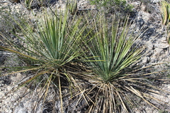 Yucca rostrata