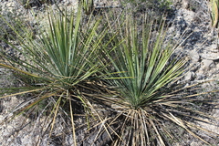 Yucca rostrata