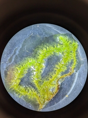 Anomodon viticulosus