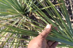 Yucca rostrata