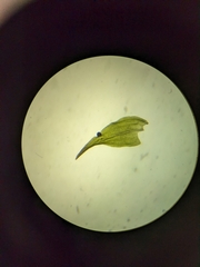Anomodon viticulosus