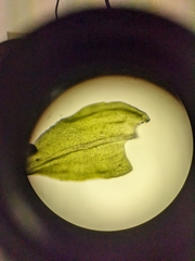 Anomodon viticulosus