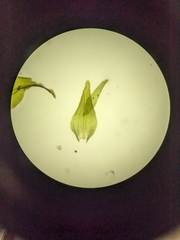Anomodon viticulosus