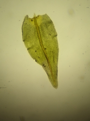 Anomodon viticulosus