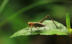 Eneoptera surinamensis