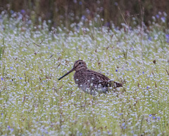 Gallinago stenura