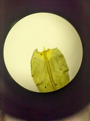 Anomodon viticulosus