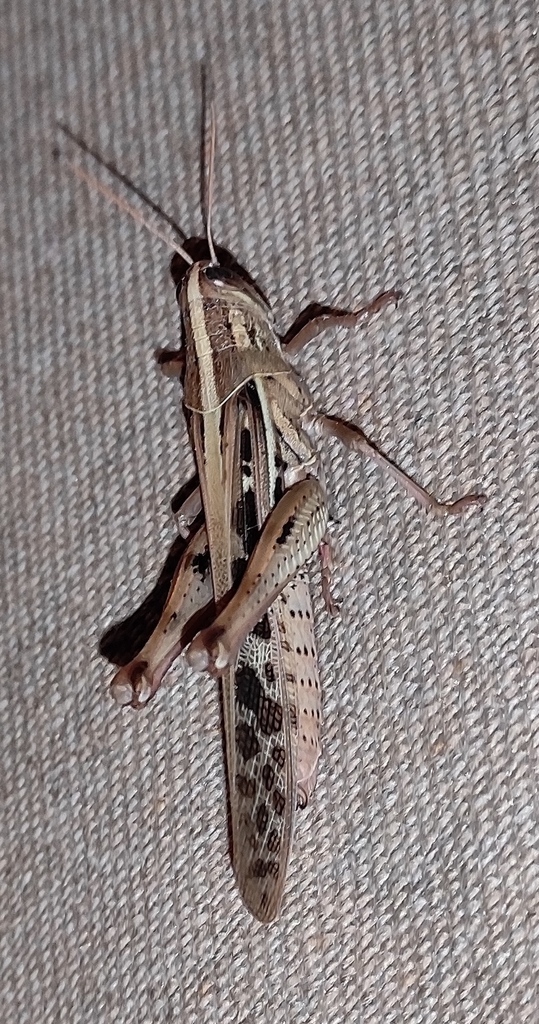Cuban bird grasshopper