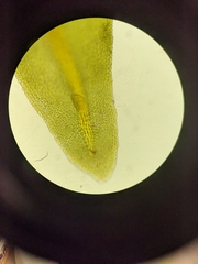 Anomodon viticulosus
