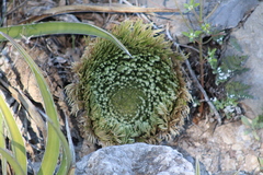 Selaginella pilifera