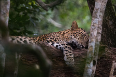 Panthera pardus kotiya