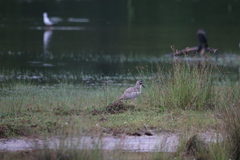 Esacus recurvirostris