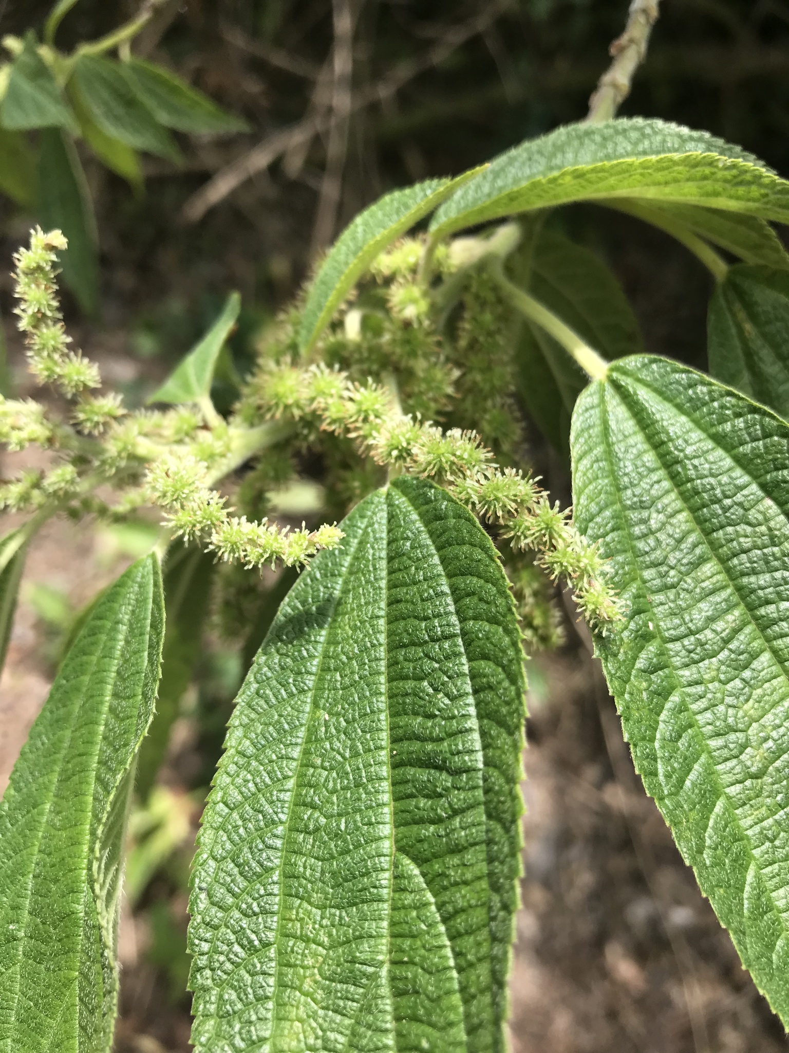 Boehmeria caudata