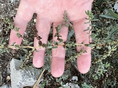 Caroxylon imbricatum