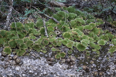 Selaginella lepidophylla