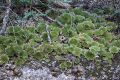 Selaginella lepidophylla