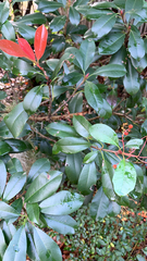 Photinia × fraseri