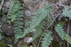 Myriopteris alabamensis