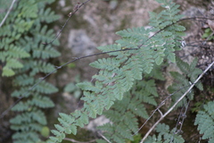 Myriopteris alabamensis