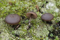 Entoloma vindobonense