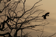 Anthracoceros coronatus