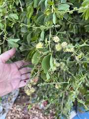 Pithecellobium dulce