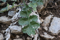 Acourtia runcinata