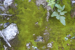 Chrysothrix xanthina