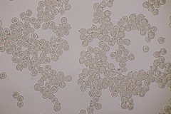 Entoloma vindobonense