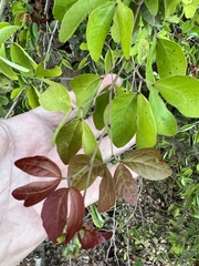 Pithecellobium dulce