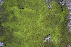 Chrysothrix xanthina