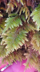 Dendroalsia abietina