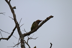 Psilopogon zeylanicus