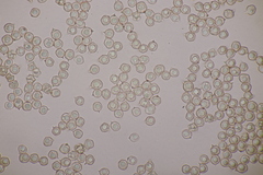 Entoloma vindobonense