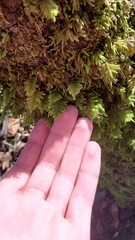 Dendroalsia abietina