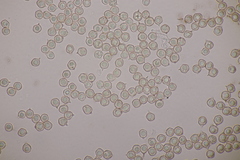 Entoloma vindobonense