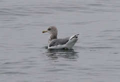 Larus californicus