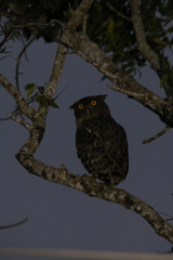 Ketupa zeylonensis