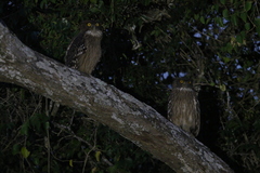 Ketupa zeylonensis